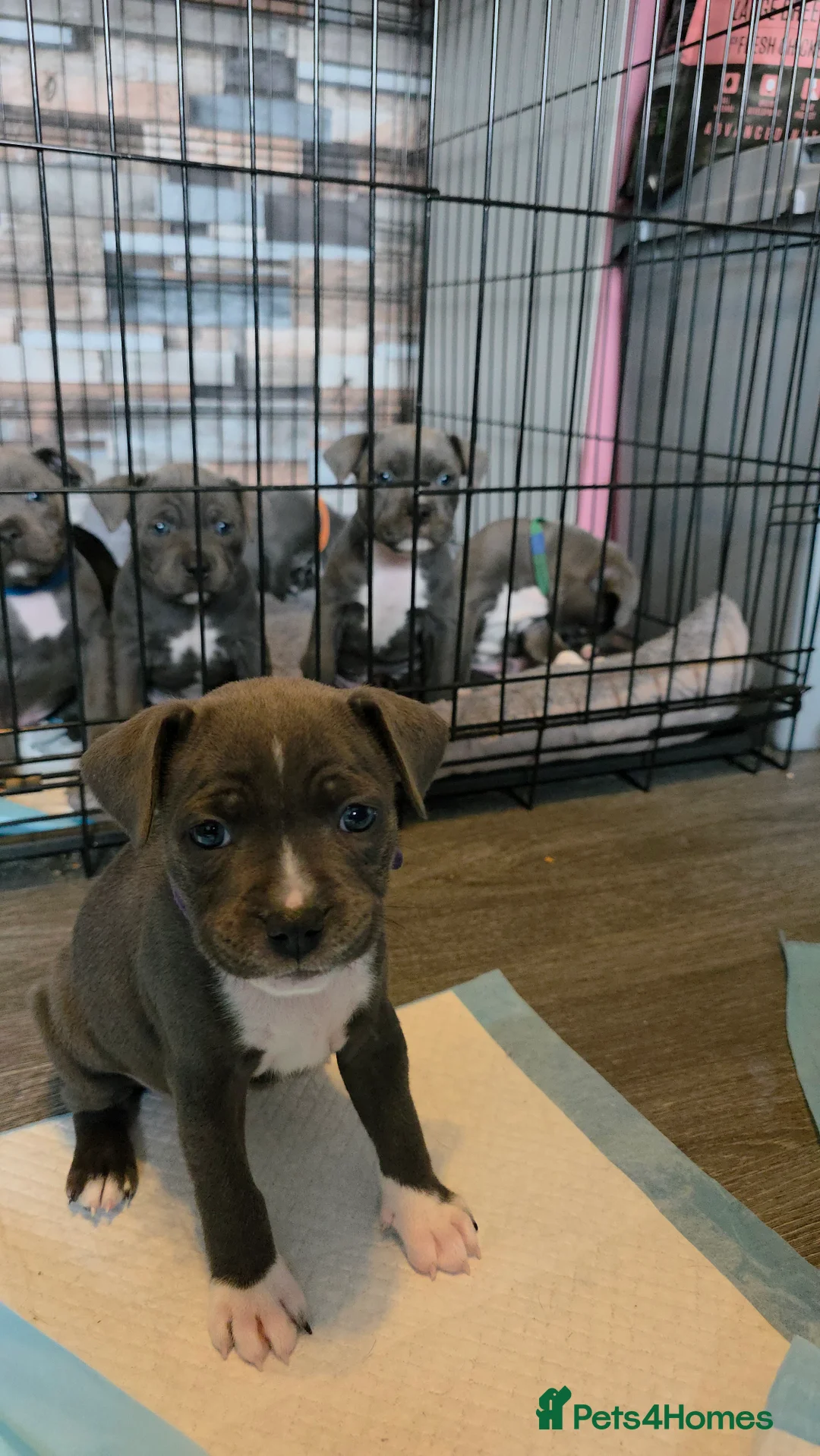 Staffordshire Bull Terrier dogs for sale: Staffordshire bull terrier blues  - Advert 24