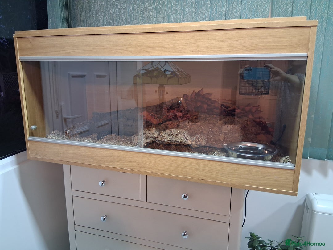Python Snake reptiles for sale: Pied Python and setup - Image 5
