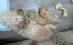 Goldendoodle dogs for sale: ⭐️⭐️READY NOW⭐️⭐️ Beautiful Goldendoodles - Image 14
