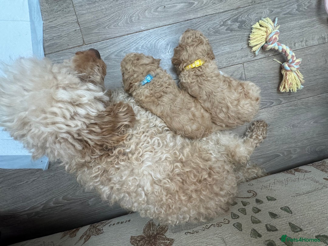 Goldendoodle dogs for sale: ⭐️⭐️READY NOW⭐️⭐️ Beautiful Goldendoodles - Image 14