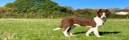 Border Collie dogs for sale: Border Collie Puppies For Sale  - Advert 15