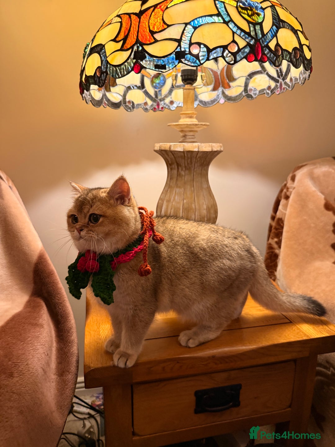 British Shorthair cats for sale: Last GIRL Beautiful Golden BSH Kittens –Rare Cold - Advert 4