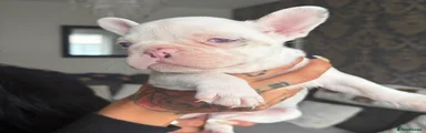 French Bulldog Puppy 3