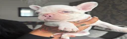 French Bulldog dogs for sale: FRENCH BULLDOG GIRLS - Advert 9