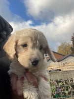 Cockapoo dogs - Advert 1