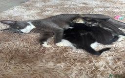 Domestic Shorthair cats for sale: Male kitten - last in the litter  - Image 10