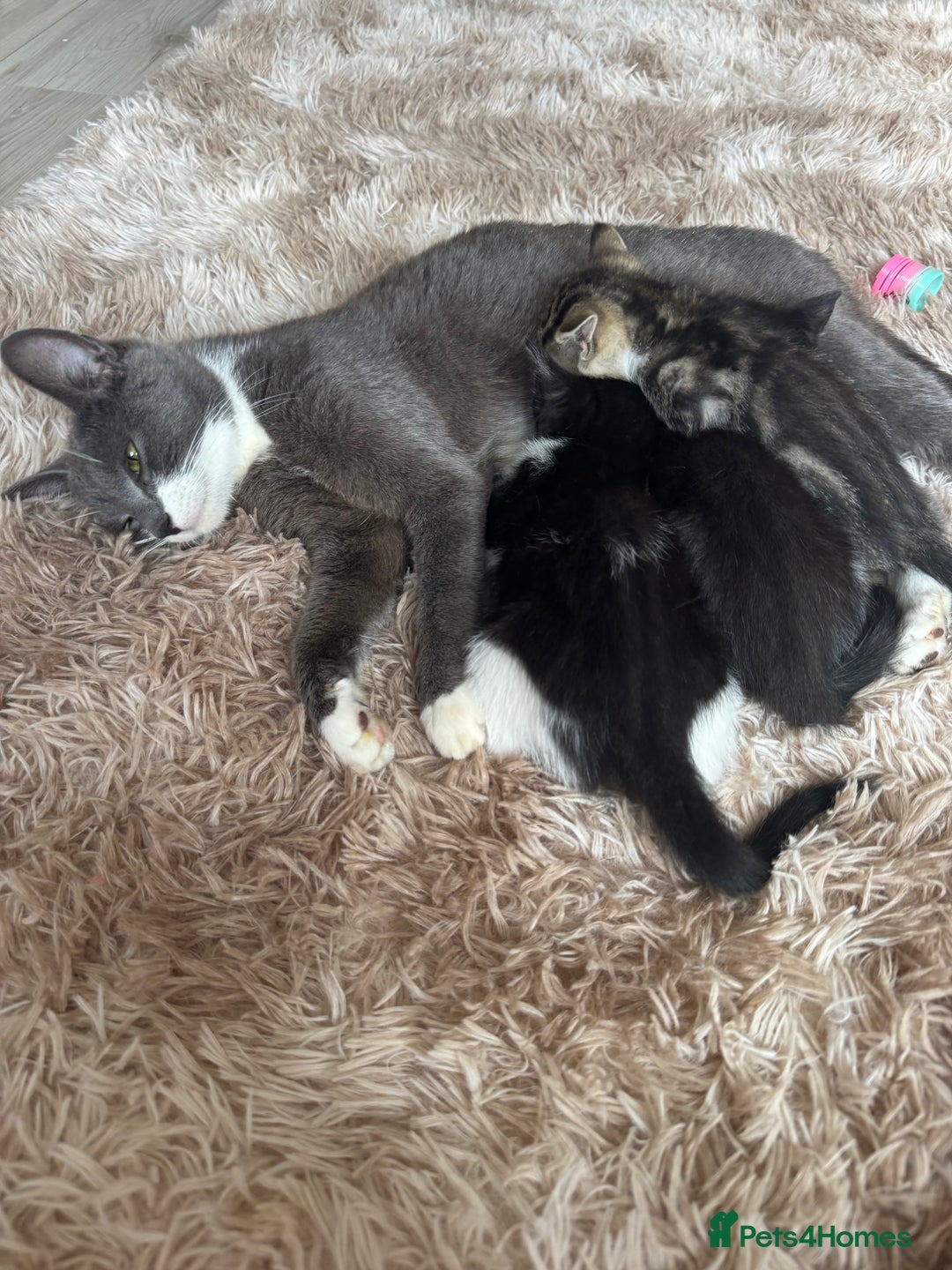 Domestic Shorthair cats for sale: Male kitten - last in the litter  - Image 10