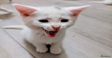 Mixed Breed cats - Advert 6