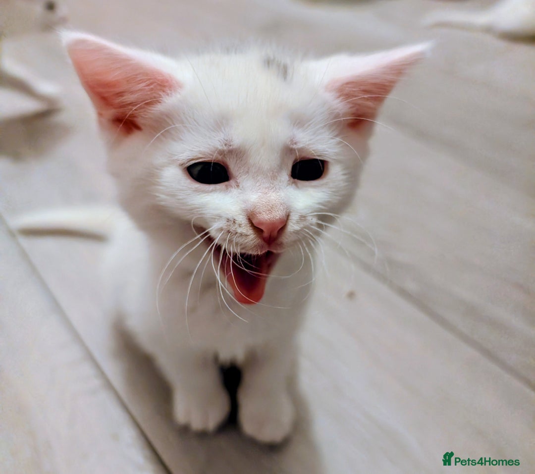 Mixed Breed cats for sale: Adorable kittens for sale - Image 2