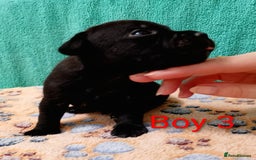 Staffordshire Bull Terrier dogs for sale: KC Registered Champions Bloodline Show Quality  - Image 7