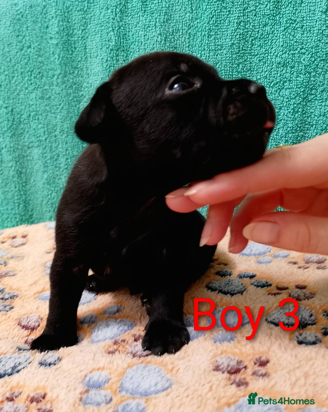 Staffordshire Bull Terrier dogs for sale: KC Registered Champions Bloodline Show Quality  - Image 7