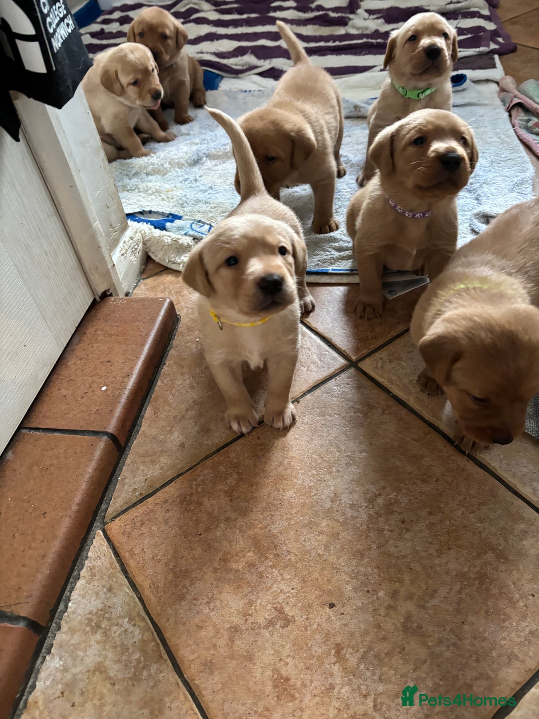 Labrador Retriever dogs for sale: KENNEL CLUB REGISTERED LABRADOR PUPPIES  - Advert 2