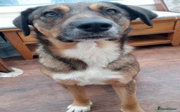 Mixed Breed dogs for adoption: Rufus – Fabulous and friendly 🩵 - Image 1