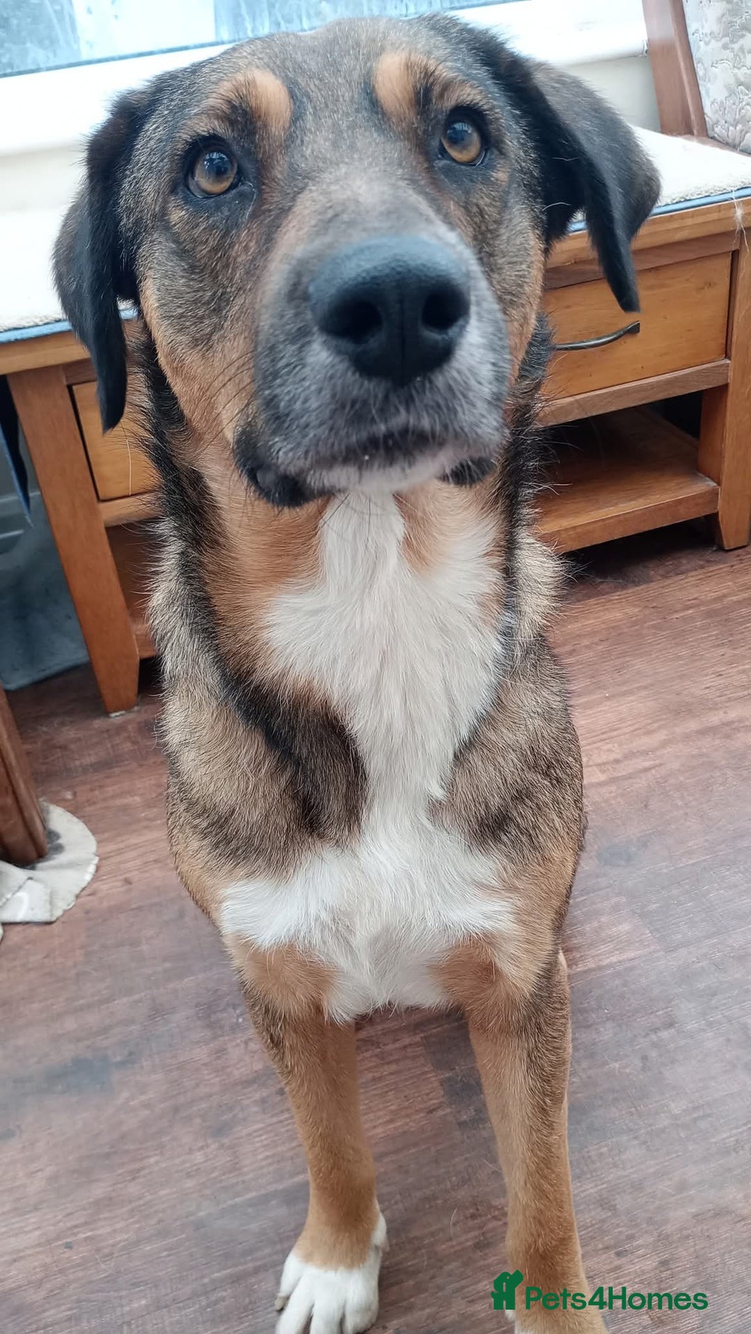 Mixed Breed dogs for adoption: Rufus – Fabulous and friendly 🩵 - Image 1