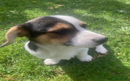 Mixed Breed dogs for sale: Daxijack boy - Image 2