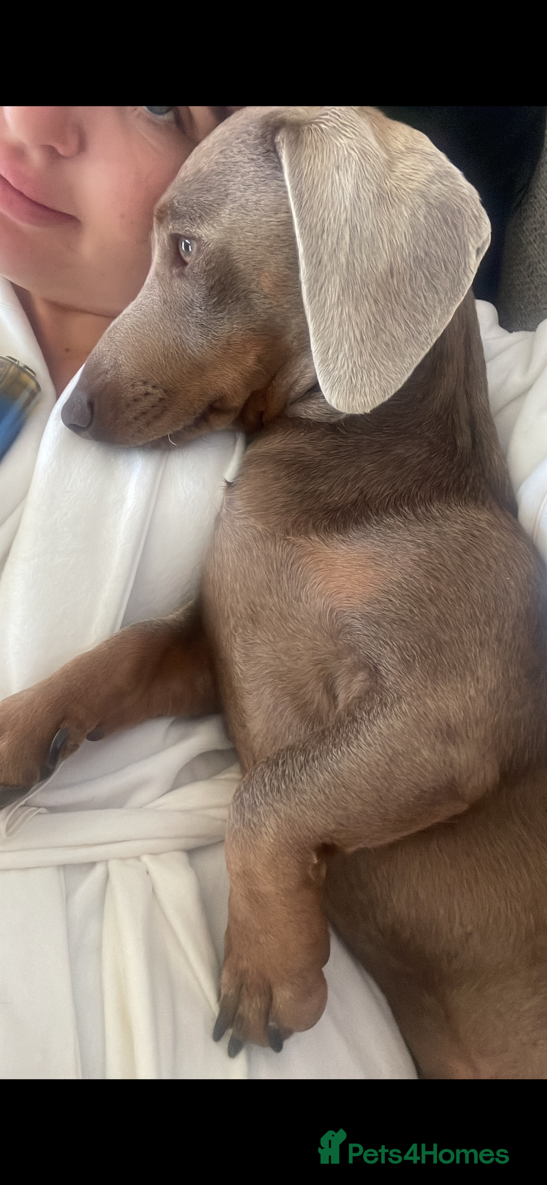 Mixed Breed dogs for sale: Doxie poo stunning puppies  - Advert 5