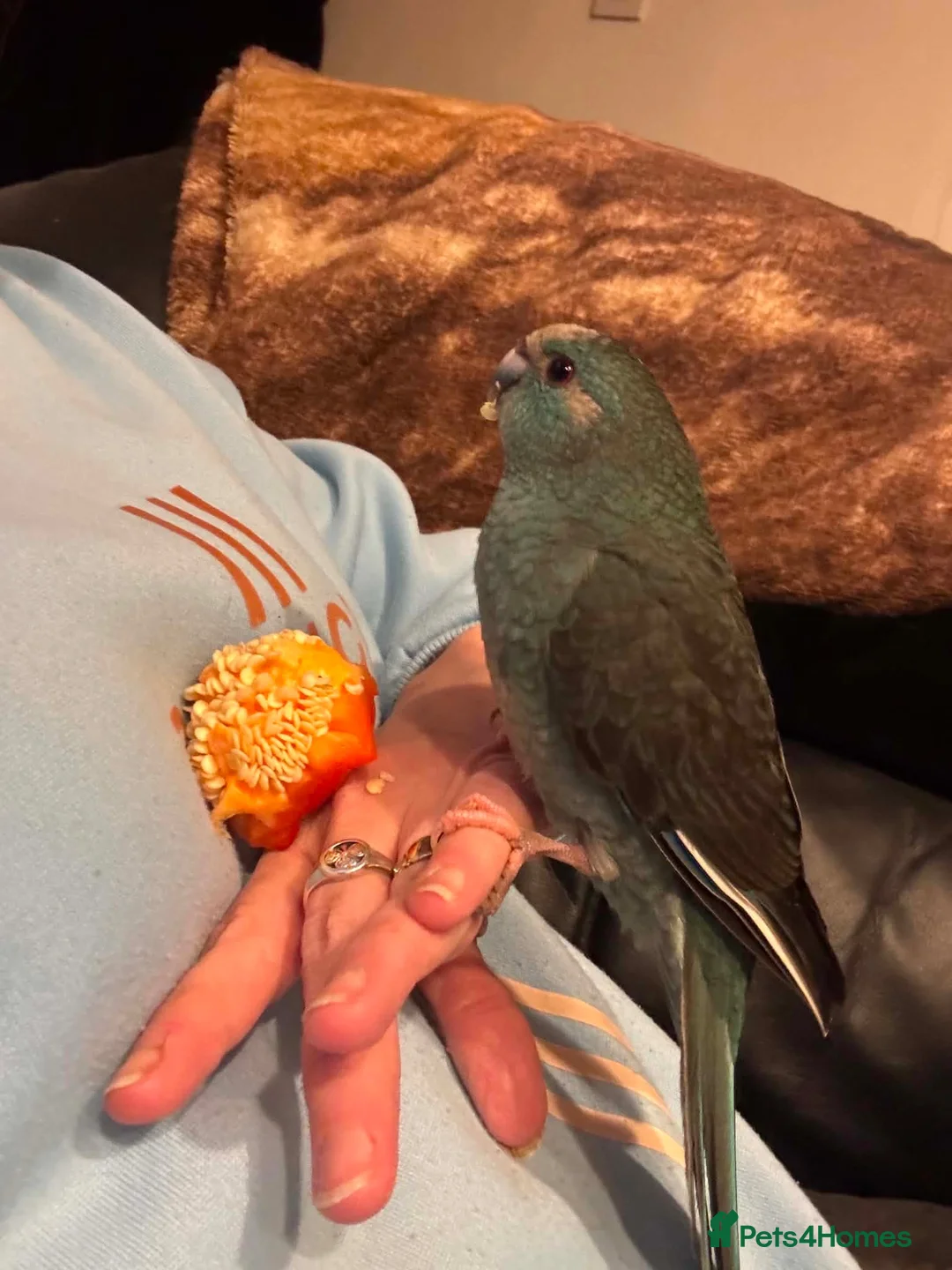 Parakeets birds for sale: Kakarikis ready for new homes  in Middlesbrough - Advert 2