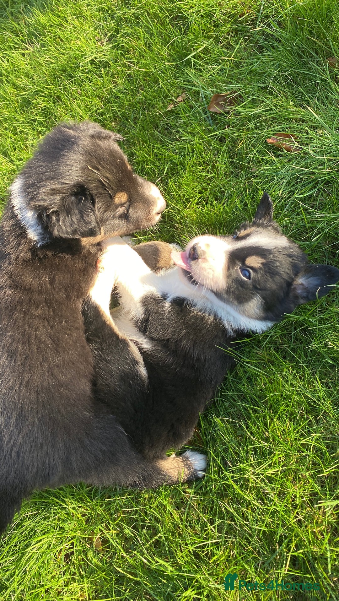 Mixed Breed dogs for sale: Beautiful Welsh Collie x Border Collie Puppies - Advert 14