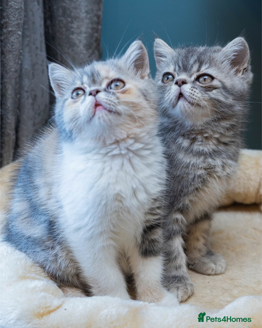 Exotic cats for sale: Beautiful exotic tourtie and white girl  - Image 4