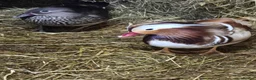 Ducks poultry for sale: Mandarin ducks - Advert 5