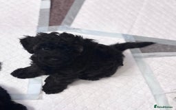Yorkiepoo dogs for sale: Beautiful yorkipoo puppies - Image 28