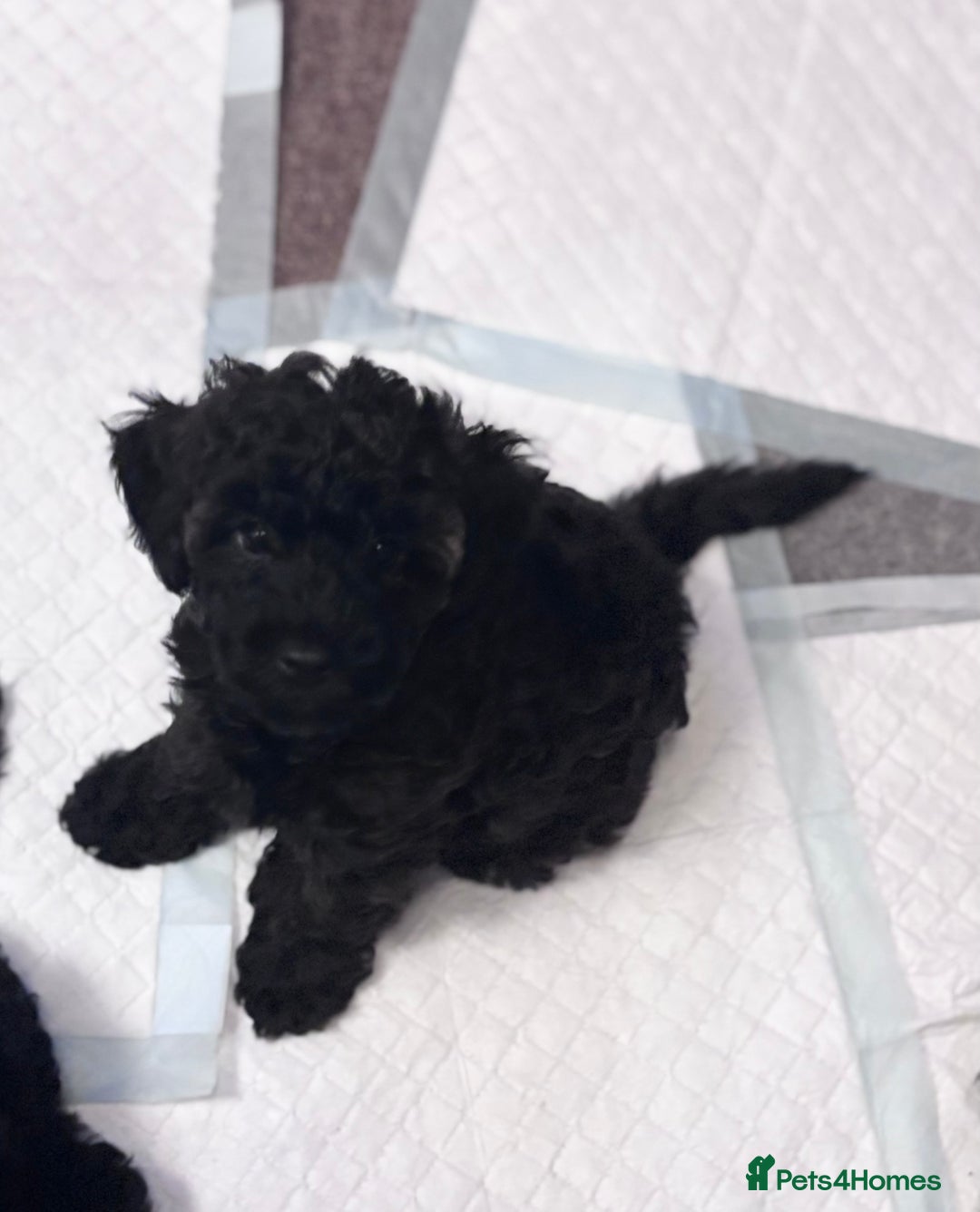 Yorkiepoo dogs for sale: Beautiful yorkipoo puppies - Image 28