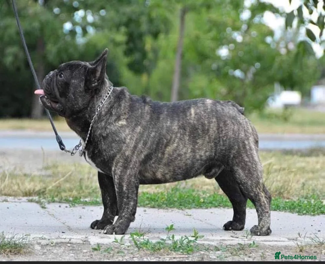 French Bulldog dogs for stud: International Champion French Bulldog For Stud - Advert 10