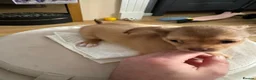 Chihuahua dogs for sale: Chihuahua Puppies Looking for Loving Homes in Coventry - Advert 4
