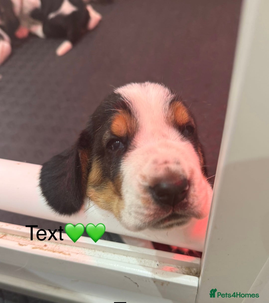 Basset Hound dogs for sale: Beautiful Basset Hound Puppies  - Image 18