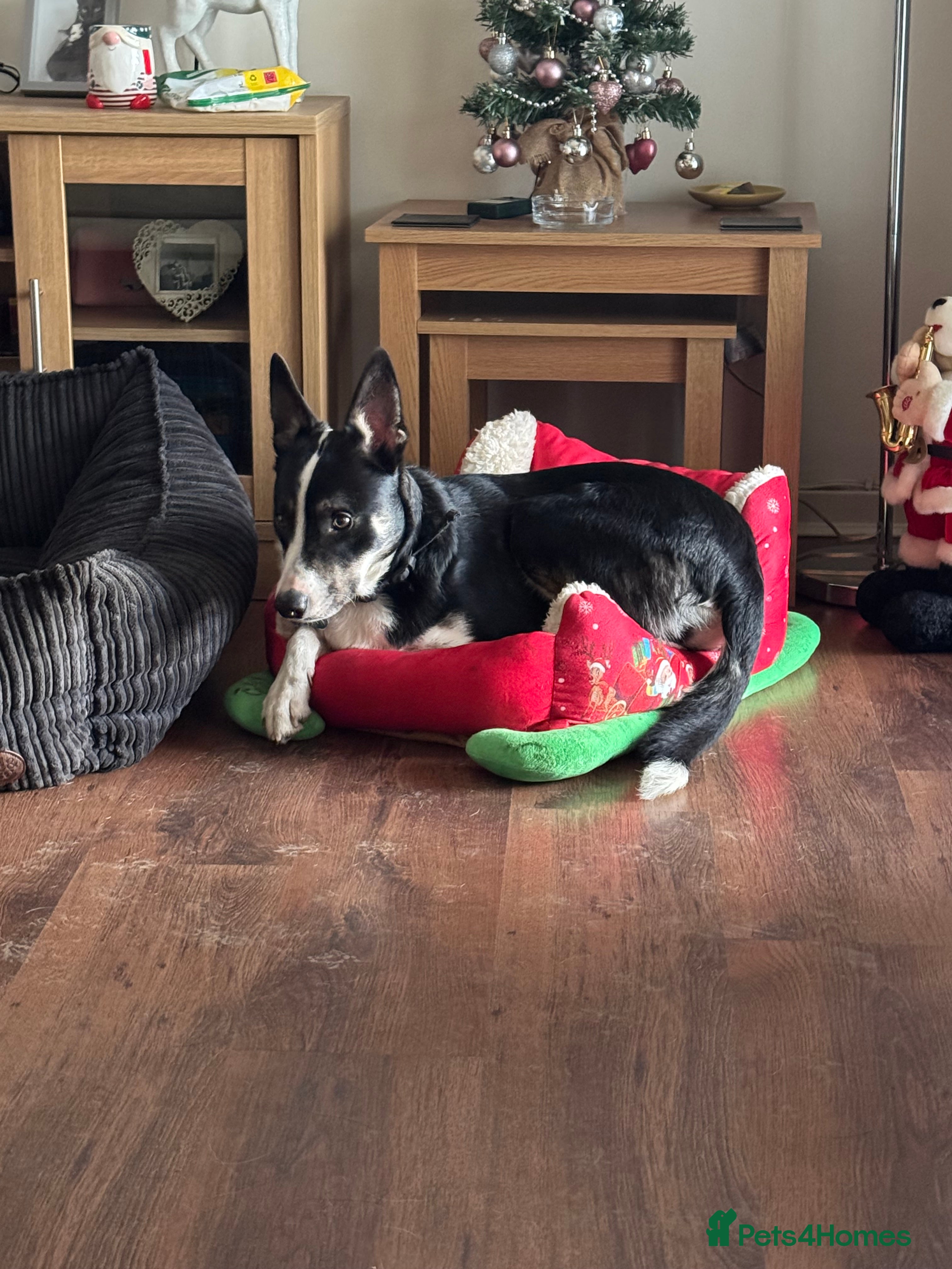 Border Collie dogs Border collie  - Advert 1