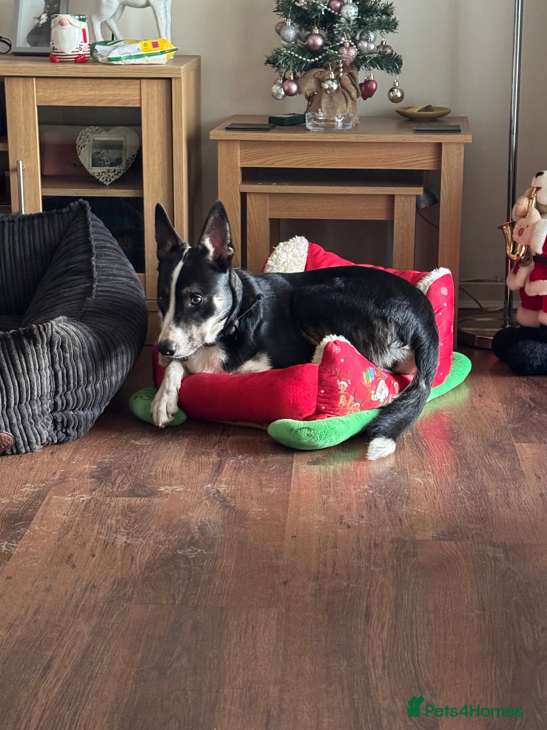 Border Collie dogs for sale: Border collie  - Advert 1