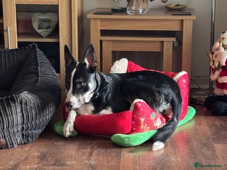 Border Collie dogs Border collie - Advert 17