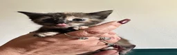 Mixed Breed cats for sale: Female Calico and Male Tabby in Hounslow - Advert 6
