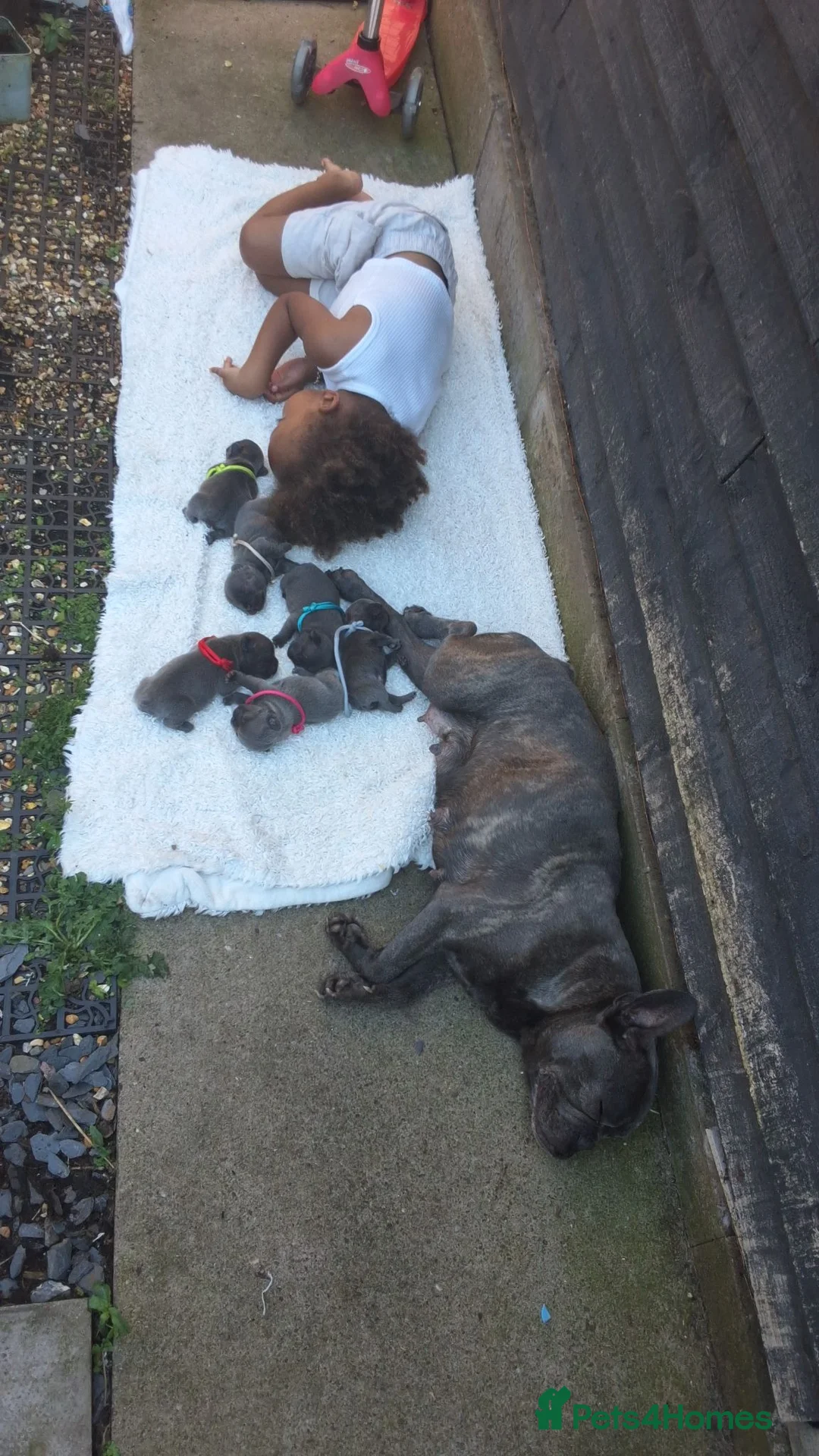 French Bulldog dogs for sale: Blue FrenchBulldog Puppies 3 Generations of Health - Advert 2