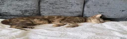 Domestic Shorthair cats for sale: A little over 1yr old female cat in London - Advert 3