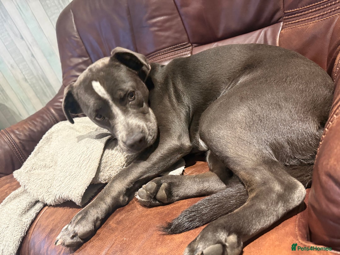 Mixed Breed dogs for sale: Bulldog x Staffie for rehoming.  - Image 25