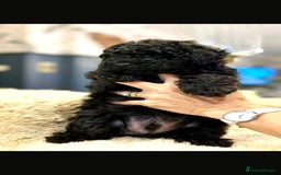 Toy Poodle dogs for sale: Quality pups from health tested parent's  - Image 6