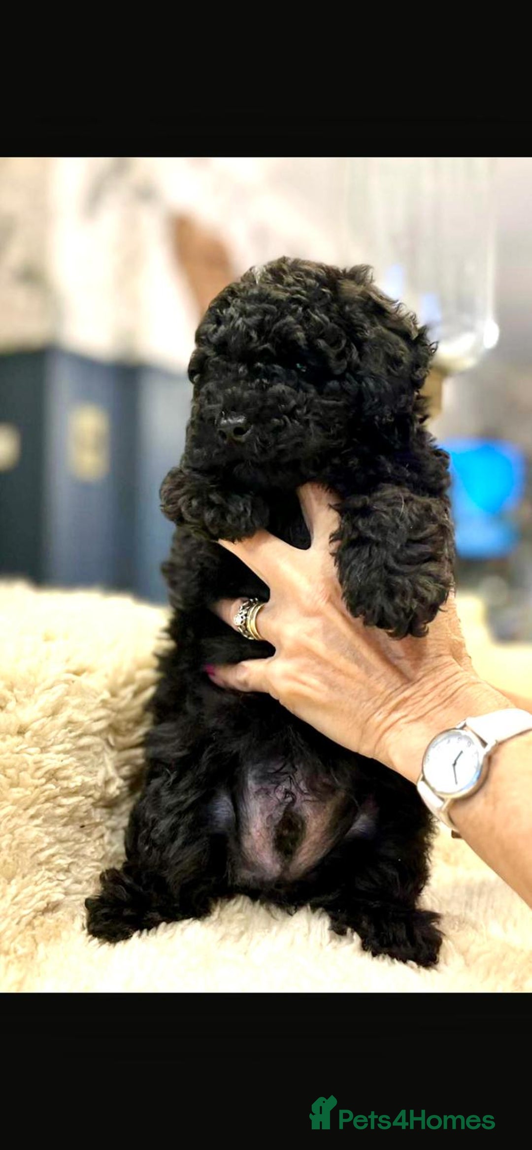Toy Poodle dogs for sale: Quality pups from health tested parent's  - Image 6