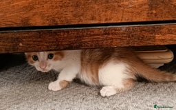 European cats for sale: Lovely kittens 😸 ****** 🏡  - Image 5