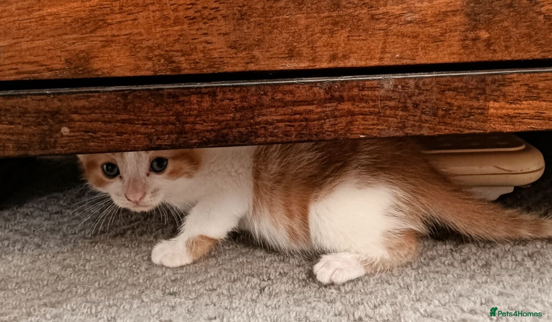 European cats for sale: Lovely kittens 😸 ****** 🏡  - Image 5