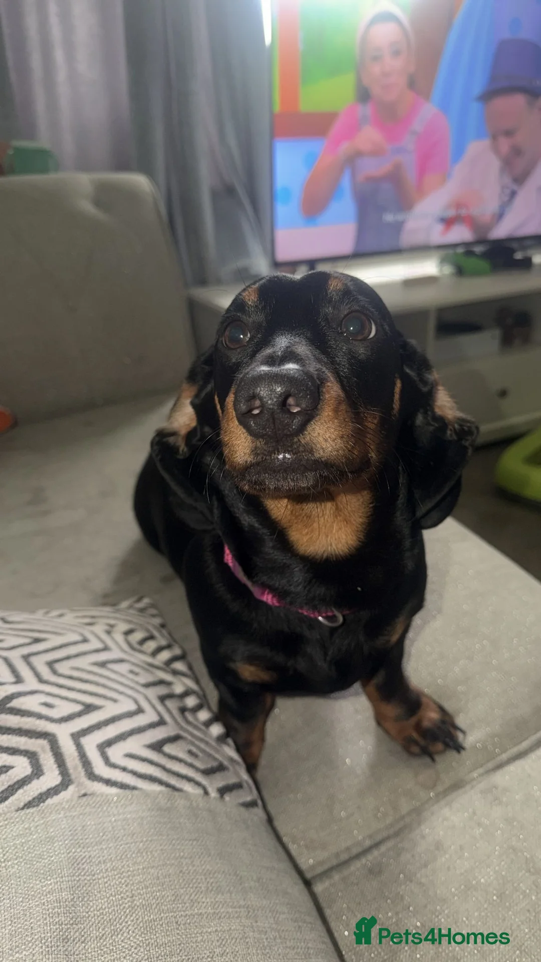Mixed Breed dogs for sale: Mixed breed Dachshund Rottweiler Female in Warrington - Advert 4