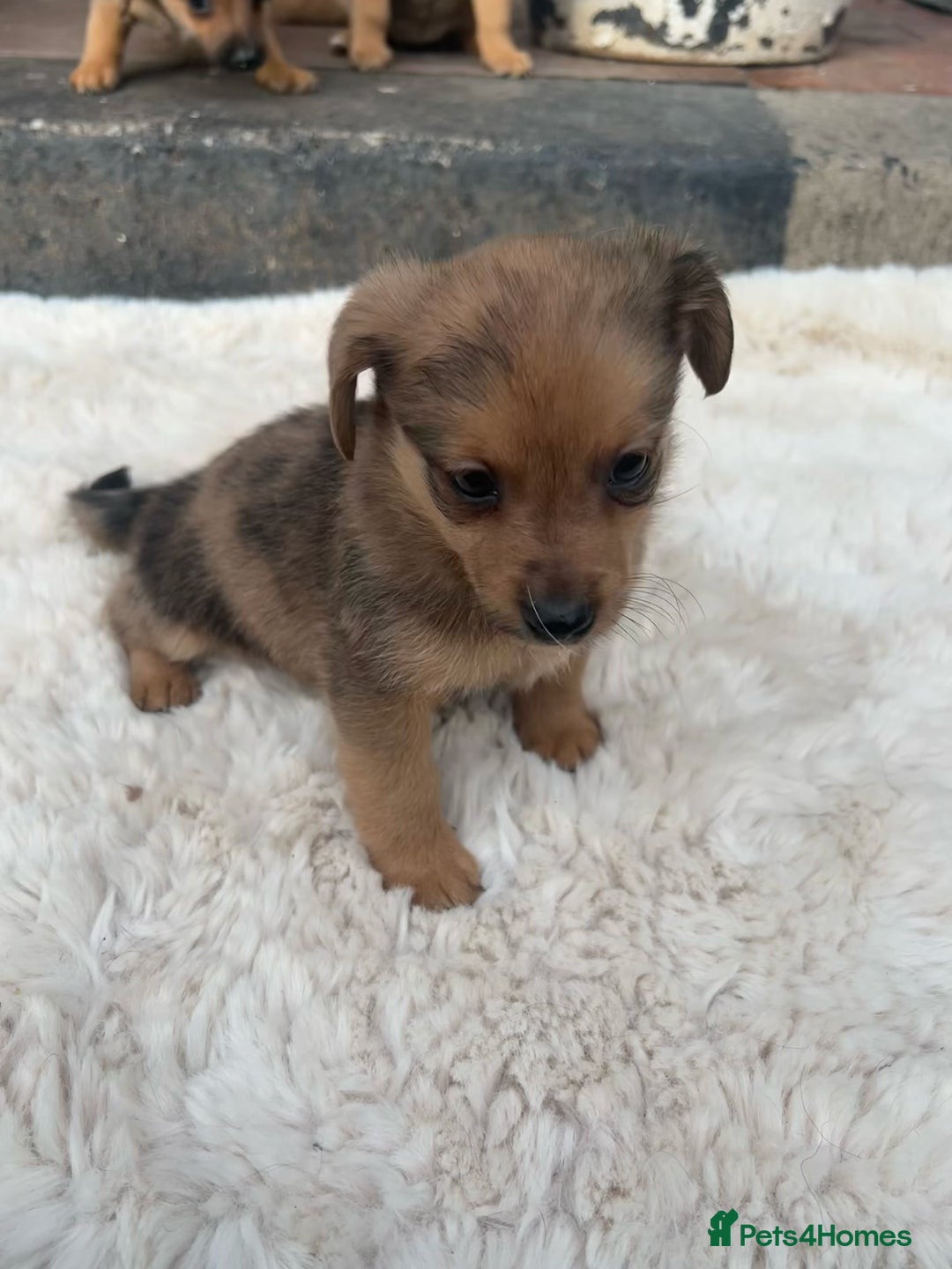 Pomchi dogs for sale: Beautiful pomchi puppies  - Advert 7