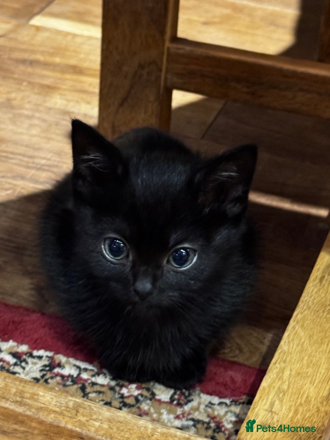 British Shorthair cats for sale: Gorgeous Scottish Fold male, 1.5y old - Advert 8