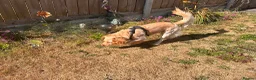 Cockapoo dogs for sale: Looking for forever family  - Advert 4