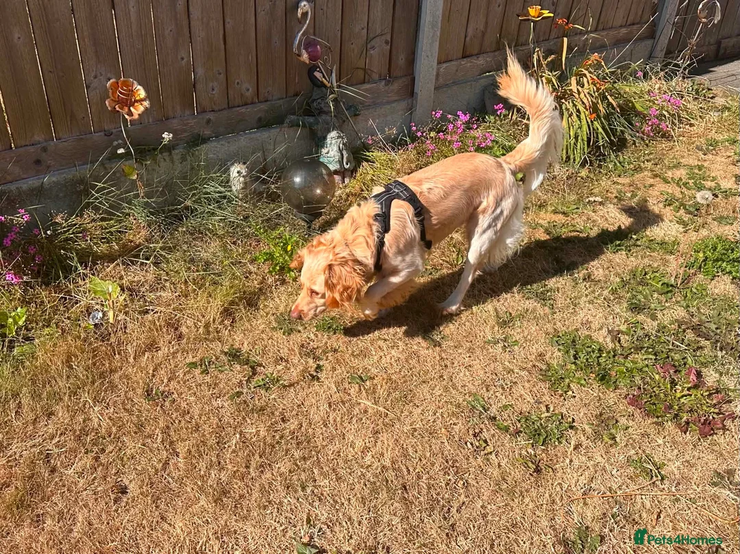 Cockapoo dogs for sale: Looking for forever family  - Advert 4