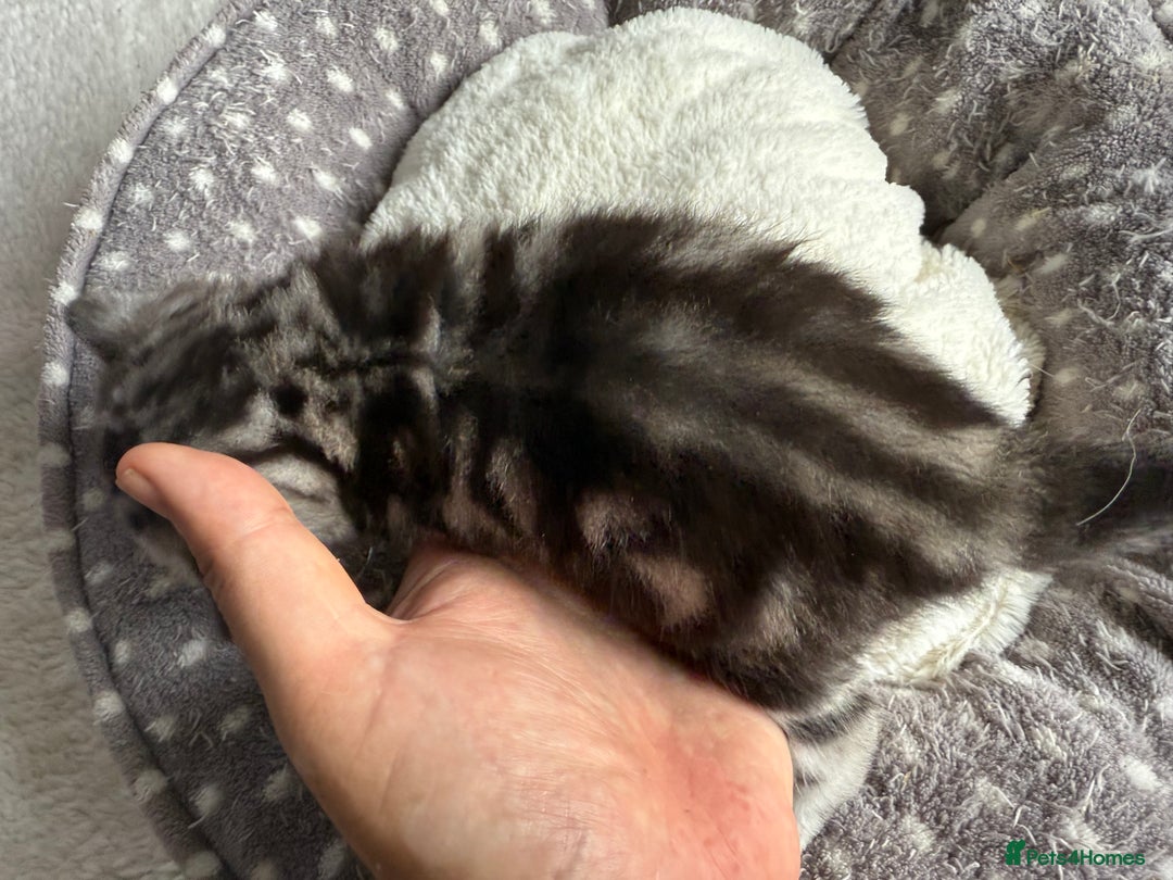 British Shorthair cats for sale: GCCF Rare Show Quality BSH Silver Tabby Kittens - Image 34