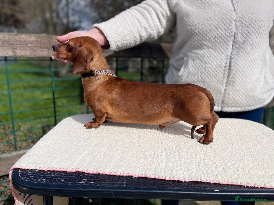 Miniature Dachshund dogs for stud: KC Reg, PRA Clear, Shaded Red, Mini Smooth Daxi in Colchester - Advert 2