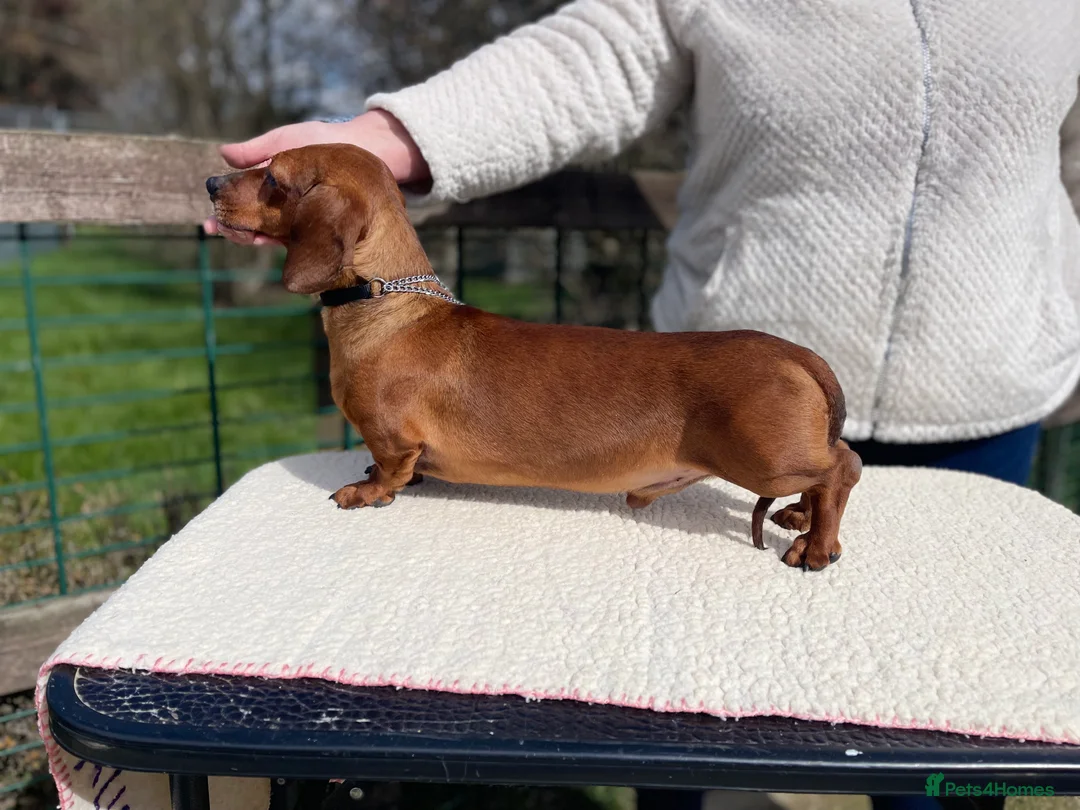 Miniature Dachshund dogs for stud: KC Reg, PRA Clear, Shaded Red, Mini Smooth Daxi in Colchester - Advert 2