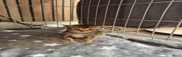 Bengal cats for sale: Stunning beautiful natured bengal cross kittens - Advert 37