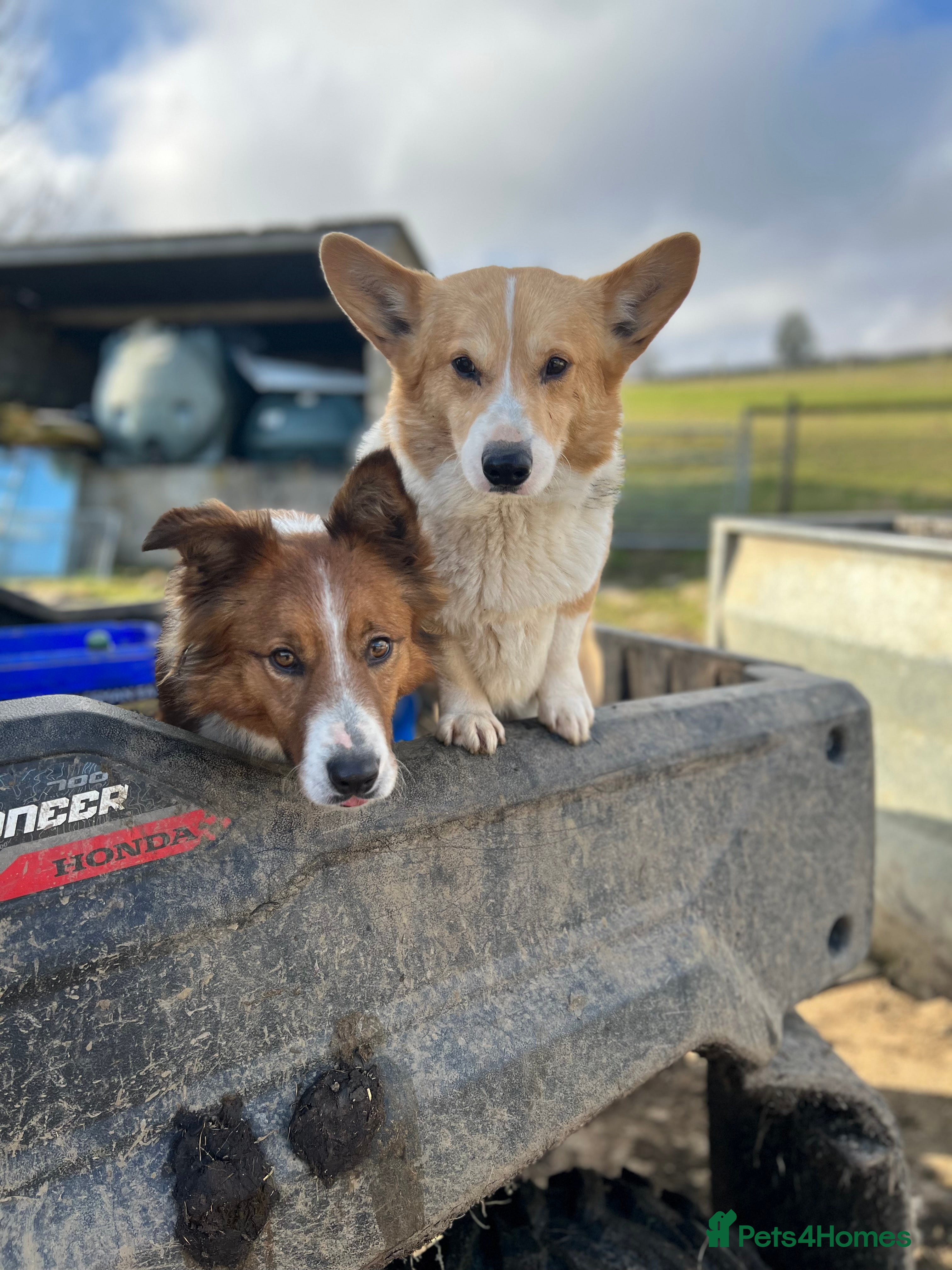 Border Collie dogs Proven Working Border Collie Puppies  - Advert 5